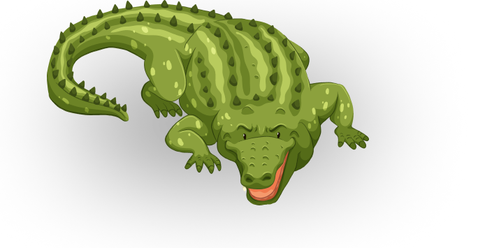 Alligator