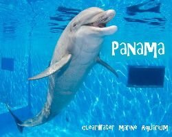 Panama the dolphin_small