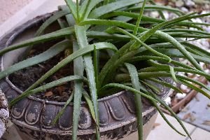 my aloe plant_small