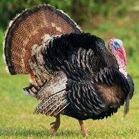 big turkey_small
