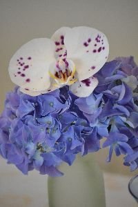 2 pretty blossoms_small