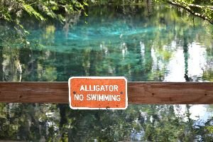Alligator swimming_small