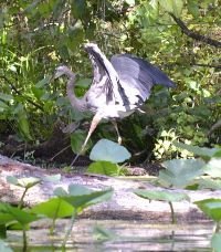 Blue Heron at Silver Springs_small