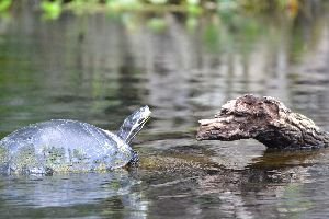 I do love the turtles_small