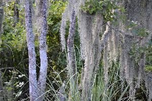 I love the Spanish moss_small