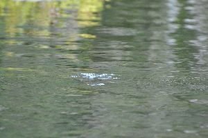 I think a turtle just ducked underneath the water_small