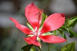 I want this in my yard_small