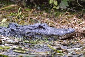 Julies alligator photo_small