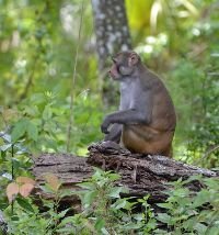 My favorite monkey_small