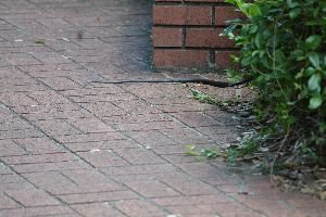 Snake slitherinng into the bushes_small