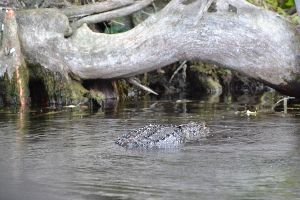 alligator close to shore 1_small