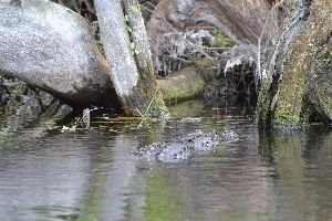 alligator close to shore 2_small