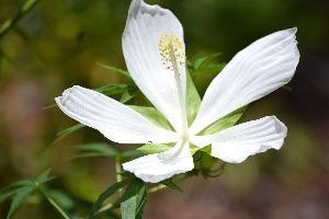 and I want this one in my yard as well_small