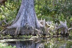 background option 12_small