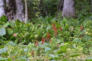 background option 13_small