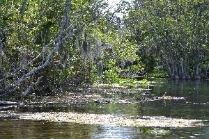 background option 6_small