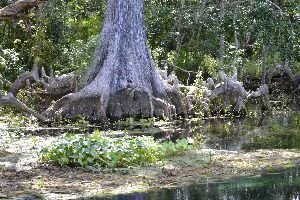 background option 9_small