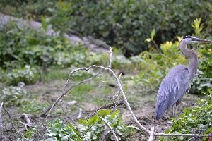 beautfiul blue heron 3_small