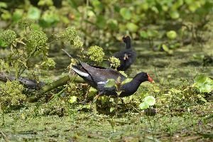 beautiful birds_small