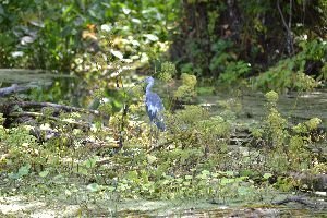 beautiful blue heron_small