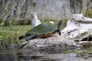 beautiful turtle_small