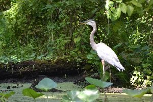 blue heron_small