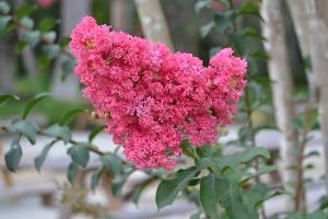 crepe myrtle_small