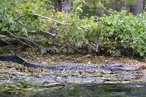 large alligator_small