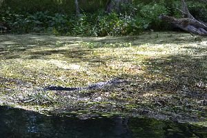 look out for those gators_small