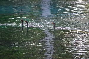 love the cormorants_small