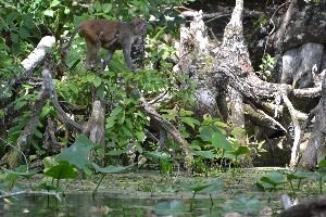 love this monkey_small