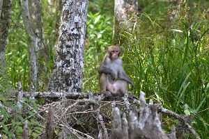 monkey sitting_small