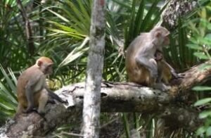 my beautiful monkey family_small