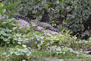 two gators on a log_small