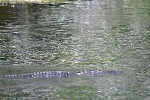 typical site gator in the water_small