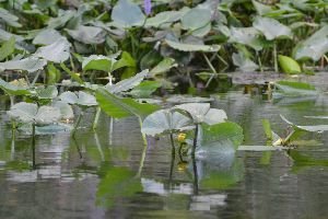 water lillies_small