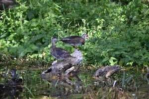wood ducks_small