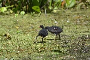 you can see the fuzzy feathers on these birds_small