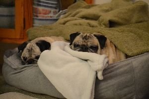 monk-and-sugar-cold-in-florida_small