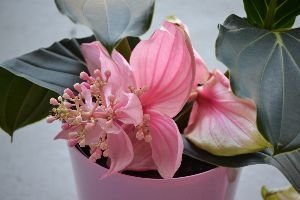 my medinilla_small