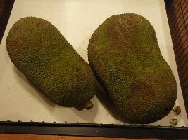 we love jackfruit_small