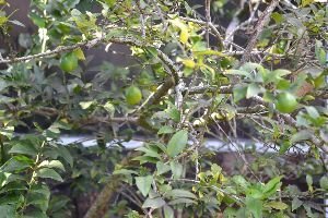 our-backyard-tree_small