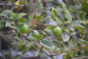 our-key-limes-from-our-backyard-tree_small