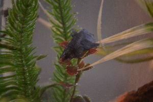 battered jose gaspar_small