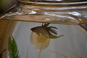 our jose gaspar_small