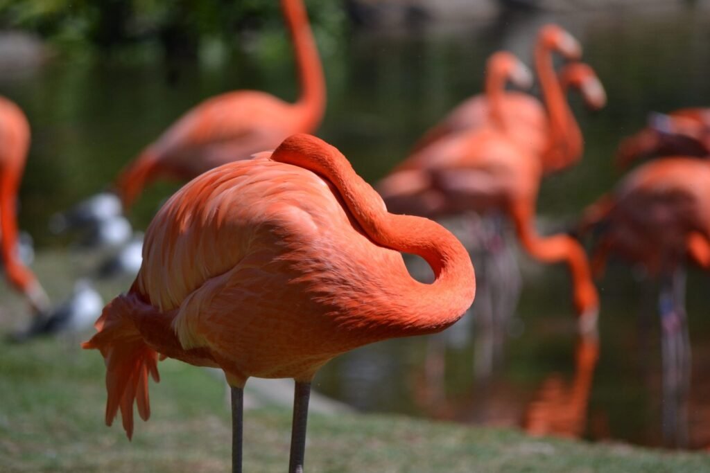 Busch Gardens Food and Wine Festival