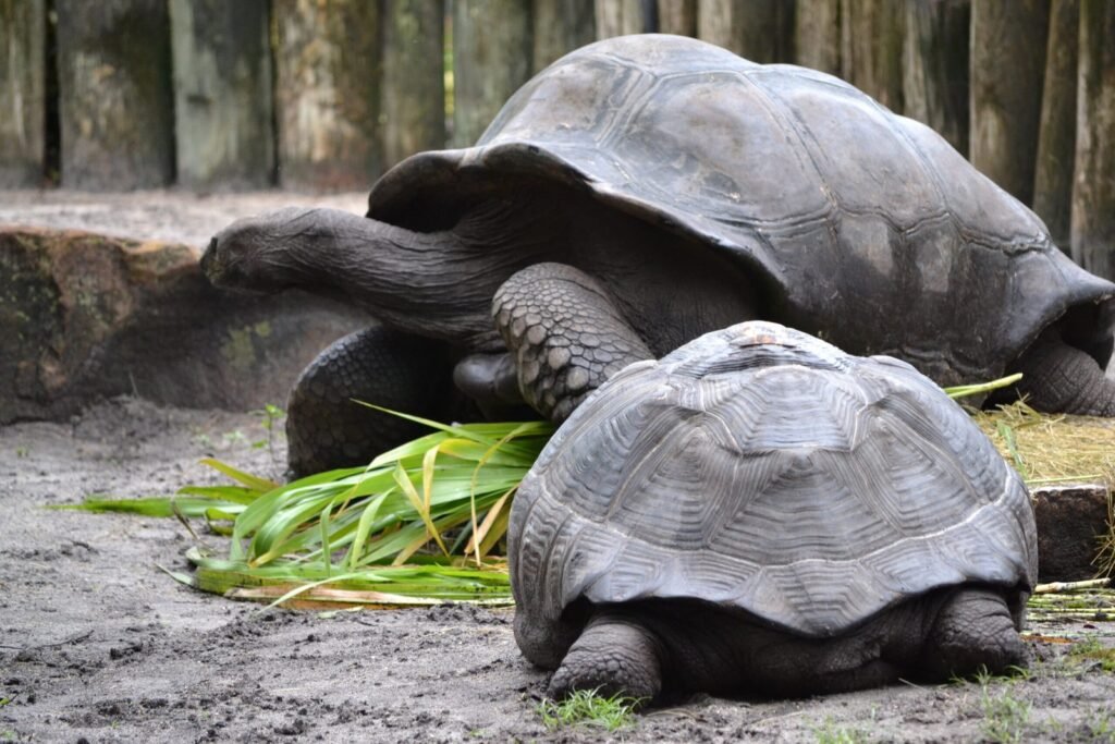 Busch Gardens, Tampa, Florida