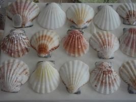 PC110018_small PC110018_small