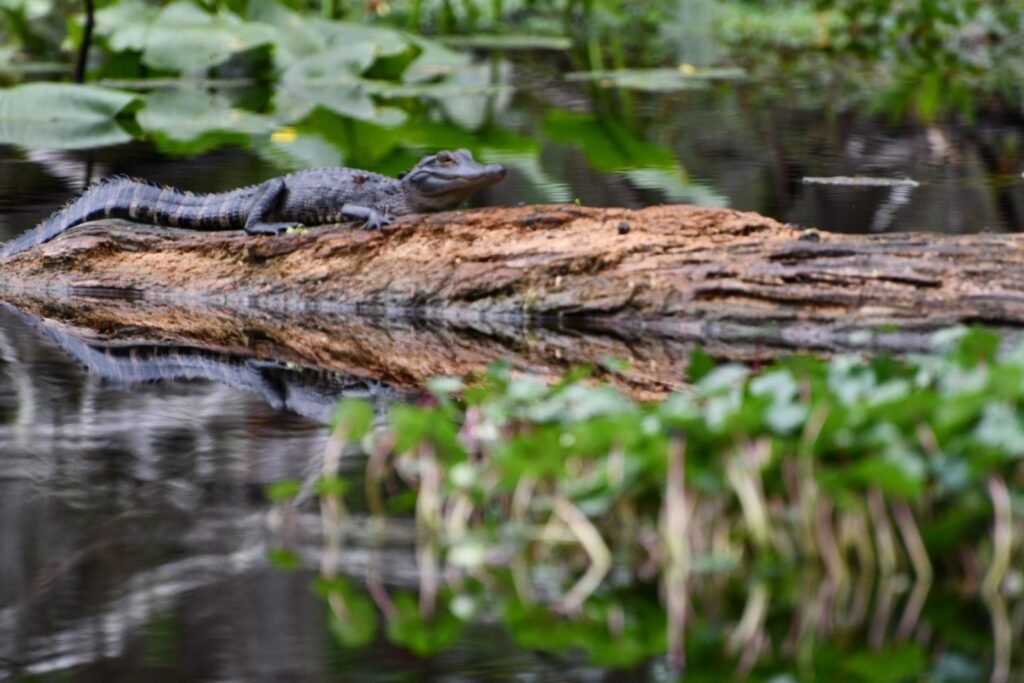 Canoeing Hillsborough River, Thonotosassa, Florida