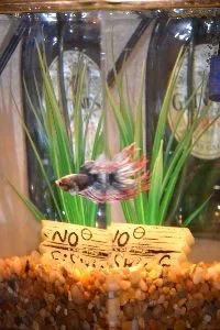 Brians betta fish_small